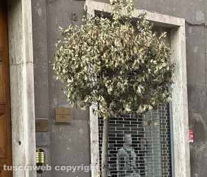 Viterbo - Piante secche a via Marconi