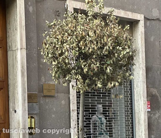 Viterbo - Piante secche a via Marconi