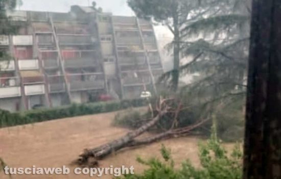 Civita Castellana - Maltempo, alberi abbattuti e strade chiuse - Viale Fiume Treia