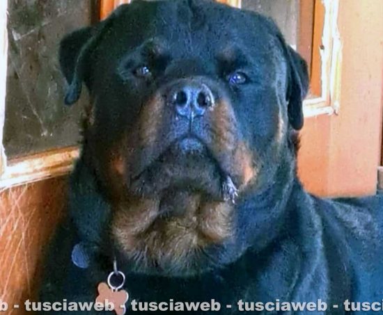Il rottweiler Django