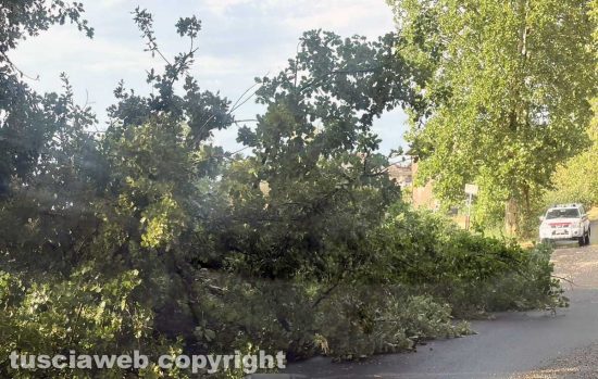 Maltempo, alberi abbattuti e strade chiuse nel comprensorio di Civita Castellana