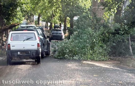 Maltempo, alberi abbattuti e strade chiuse nel comprensorio di Civita Castellana