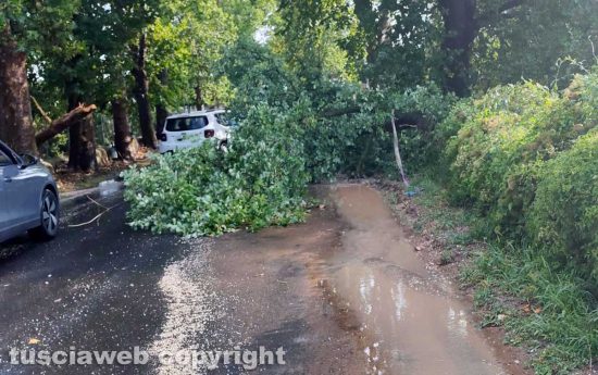 Maltempo, alberi abbattuti e strade chiuse nel comprensorio di Civita Castellana