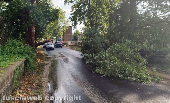Maltempo, alberi abbattuti e strade chiuse nel comprensorio di Civita Castellana