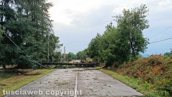 Civita Castellana - Albero caduto in strada