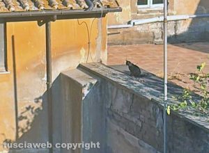 Viterbo - Gatto intrappolato su un tetto da giorni
