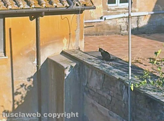 Viterbo - Gatto intrappolato su un tetto da giorni 
