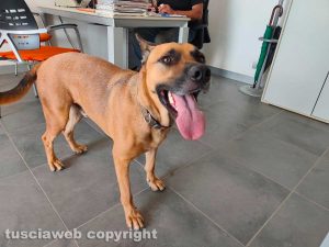 Cane ritrovato in strada Castiglione