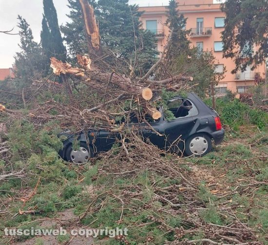 Auto schiacciata dal crollo di un albero in via Cava di Gorga