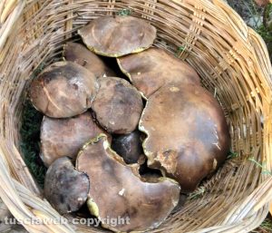 I funghi raccolti da Roberto Celestini