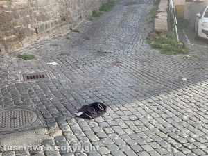 Viterbo - Litigano e si spogliano in strada all’una di notte