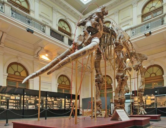 Museo di storia naturale di Genova - Lo scheletro di un elefante antico italiano trovato a Grotte Santo Stefano
