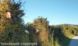 Viterbo - Via Francigena - Rifiuti lanciati sulla vegetazione