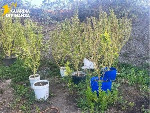 Latina - Guardia di finanza - Trovato con 175 grammi di cocaina e oltre 19 chili di marijuana