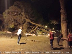 Viale dei Tritoni a Tarquinia Lido, pino cade sulla strada