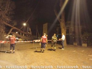 Viale dei Tritoni a Tarquinia Lido, pino cade sulla strada