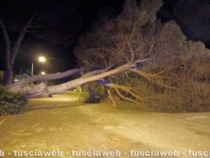 Viale dei Tritoni a Tarquinia Lido, pino cade sulla strada