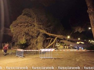 Viale dei Tritoni a Tarquinia Lido, pino cade sulla strada