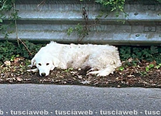 Bagnoregio - Il cane ferito in un incidente soccorso dalla mobilitazione di cittadini, forze dell'ordine e Asl