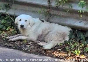 Bagnoregio - La cagnolona Cocò ferita a causa di un incidente