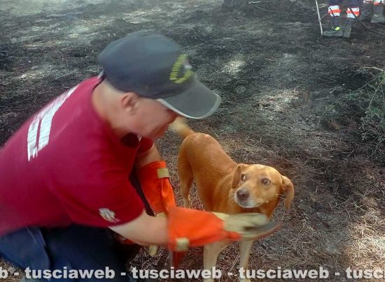 Alessandro Sacripanti con il cagnolino salvato