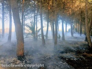 Tarquinia - Incendio alle Saline