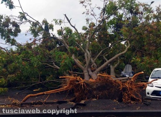 Viterbo - Albero sradicato dal vento in via Cava di Gorga
