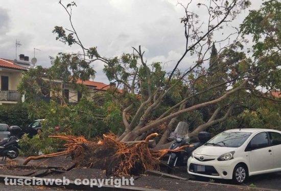 Viterbo - Albero sradicato dal vento in via Cava di Gorga