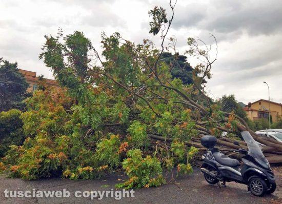 Viterbo - Albero sradicato dal vento in via Cava di Gorga
