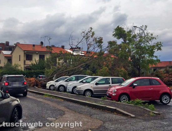 Viterbo - Albero sradicato dal vento in via Cava di Gorga