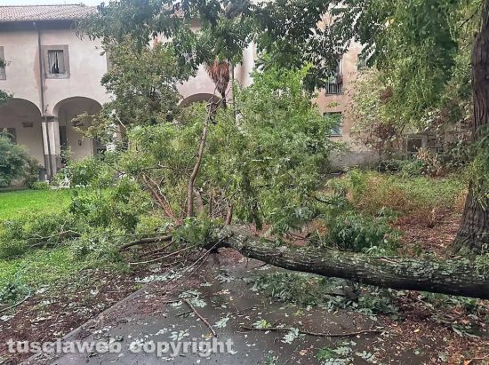 Viterbo - Caduto un grosso ramo nel Cag Lo spiffero