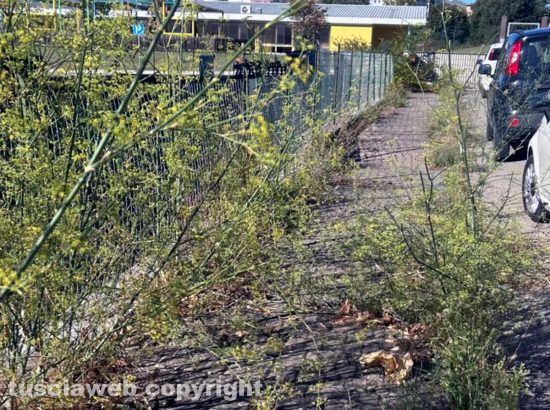 Viterbo - L'erba alta sul marciapiede che porta all'asilo nido