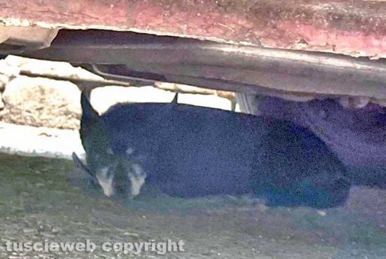 Il cane nero avvistato in via della Palazzina