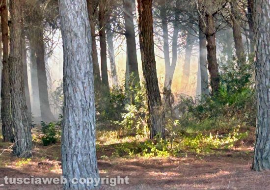 Tarquinia - Incendio in località San Giorgio