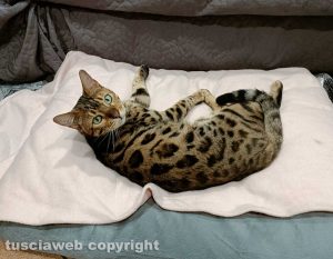 Il gatto Joy