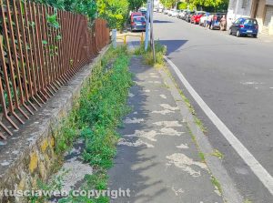 Viterbo - Erbacce nel quartiere Cappuccini
