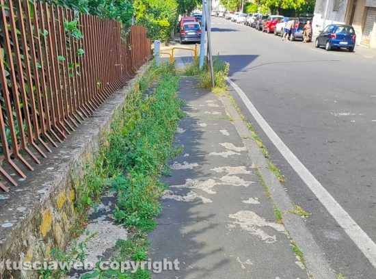 Viterbo - Erbacce nel quartiere Cappuccini