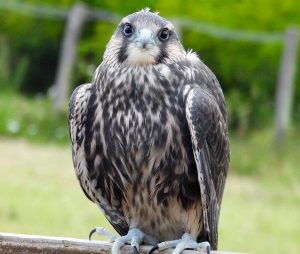 Il falco lanario