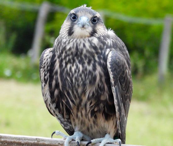 Il falco lanario