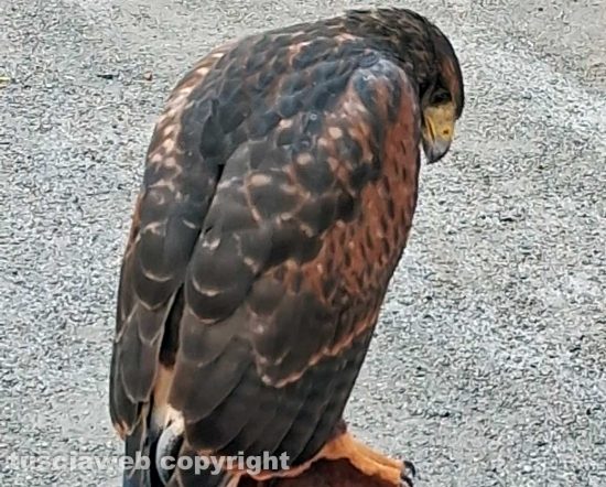 Viterbo - Falconeria a San Martino al Cimino