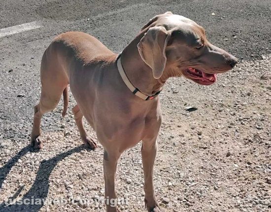 Cane smarrito in via del signorino