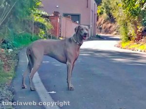 Cane smarrito in via del signorino