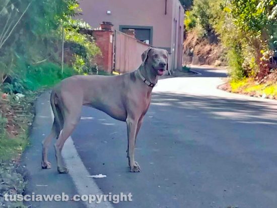 Cane smarrito in via del signorino