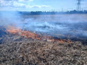 Incendio di sterpaglie a Tarquinia