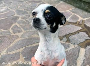 La cagnolina Masha