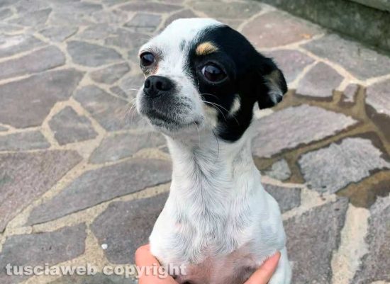 La cagnolina Masha