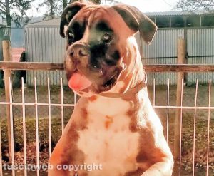 Il boxer Leo