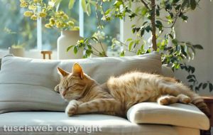 Il gatto Leo