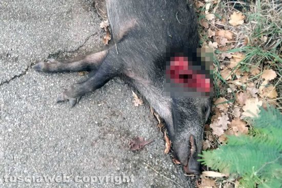 Viterbo - Un cinghiale sbranato dai lupi