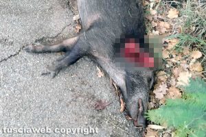 Viterbo - Un cinghiale sbranato dai lupi